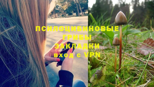 индика Бородино